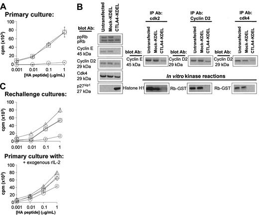 Figure 3. Generation of anergic T cells after coculture with CTLA4-KDEL transfectants. The HC3 clone (106) was cocultured with an equal number of HLA-DR1–expressing B cells, which were nontransfected, CTLA4-KDEL transfected, or mock-KDEL transfected. (A) After 3 days, the proliferation of the clones was measured by 3H-thymidine incorporation. □ indicates untransfected; ⋄, Mock-KDEL; ○, CTLA4-KDEL. (B) After 2 days the clone was isolated, and the expression of phosphorylated retinoblastoma protein, cyclin E, cyclin D2, Cdk4, and p27kip1 proteins was analyzed by Western blotting. In addition, the coassociation of cdk2, Cyclin D2, cdk4 with other proteins was assessed by immunoprecipitation with appropriate Ab (IP Ab) followed by Western blotting and probing with anti–Cyclin E or Cyclin D2 Ab (blot Ab). The enzymatic activity of the proteins was determined using in vitro kinase reactions, with Histone H1 or a retinoblastoma–glutathione S transferase (Rb-GST) fusion protein. (C) From the primary coculture, the clones were then rested for 5 days before being stimulated with an equal number of unmodified HLA-DR1–expressing B cells prepulsed with HA peptide. The cultures were carried out in the absence (left) or presence (right) of 10 U/mL recombinant (r)IL-2. Proliferation of the T cells was determined by 3H-thymidine incorporation after 3 days. ▵ indicates no cells; □, untransfected; ⋄, Mock-KDEL; ○, CTLA-4 KDEL. The results are expressed as mean ± SD of triplicate wells of a single experiment. These data are representative of 3 independent experiments.