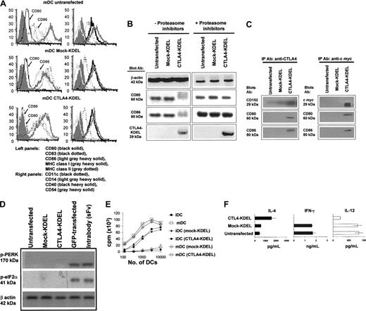 Figure 4. Transfection of DCs with CTLA4-KDEL. Monocytes were transfected with CTLA4-KDEL, mock-KDEL, or left untransfected and then differentiated into DCs with GM-CSF and IL-4. On day 2 G418 was added to select for transfected cells. On day 8, the cells were matured with TNF-α, IL-1β, LPS, IFN-γ, and PGE2. (A) On day 10, the expression of MHC I, MHC II, CD80, CD86, CD83, CD54, CD40, CD11c, and CD14 was analyzed using flow cytometry. (B) Expression of CD80, CD86, CTLA4-KDEL, and β-actin was determined by Western blotting in the presence and absence of 1 μM proteasome inhibitors to determine the degradation pathway of CD80/86. (C) To demonstrate colocalization of CTLA4-KDEL and CD80/86, the cell lysates were immunoprecipitated with anti-CTLA4 (left) and anti–c myc (right) prior to Western blotting and probing with anti-CD80, CD86, or CTLA4 mAb. (D) To determine whether CTLA4-KDEL activated ER stress responses, Western blots were probed with antibodies against phosphorylated PERK and phosphorylated eIF-2α proteins. As a control in these experiments, DCs were also transfected with GFP or with an intrabody (scFv-KDEL) directed against vascular cell adhesion molecule 1 (VCAM-1). (E) The DCs were tested for their ability to stimulate an MLR by allogeneic T cells. The results are expressed as mean ± SD of triplicate wells from a representative experiment. (F) The supernatants from allogeneic T cells cocultured with either untransfected, CTLA4-KDEL, or mock-KDEL transfected DCs were collected on day 4, and the levels of IL-4, IL-12p70, and IFN-γ were measured by ELISA. The results are mean ± SD of 3 cocultures. The data are representative of 3 experiments.