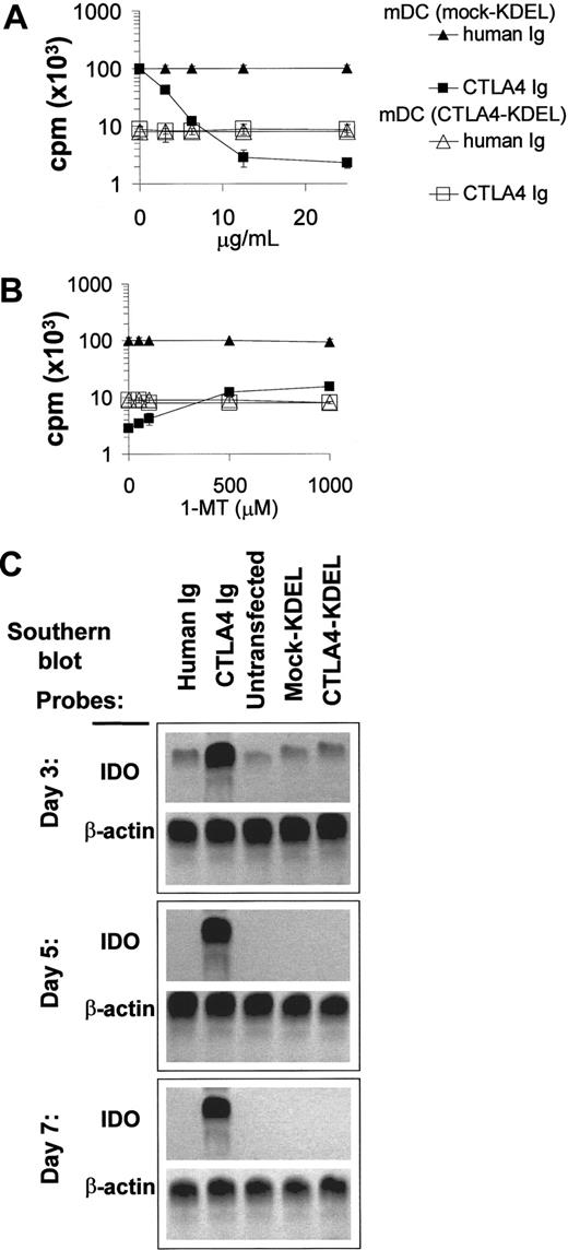 Figure 6. CTLA4-KDEL acts on DCs via an IDO-independent mechanism in affecting allogeneic T-cell proliferation. (A) CTLA4-KDEL or mock-KDEL–transfected DCs were cocultured with allogeneic T cells in the presence of a range of concentrations of human Ig or CTLA4-Ig. 3H-thymidine incorporation was measured on day 5. (B) The effect of the IDO antagonist, 1-MT, was determined in a parallel set of cultures using a fixed concentration of 10 μg/mL for both CTLA4-Ig and human Ig. 3H-thymidine incorporation was determined on day 5. The results shown on a log scale are expressed as the mean ± SD of triplicate wells from a representative experiment. (C) The up-regulation of IDO transcription in DCs following CTLA4-Ig crosslinking was studied. DCs were isolated from MLRs, which had been treated with human Ig (lane 1) or CTLA4-Ig (lane 2) or from MLRs set up with unmodified DCs (lane 3), mock-KDEL (lane 4), and CTLA4-KDEL (lane 5) transfected DCs. These were analyzed for expression of IDO mRNA by RT-PCR followed by probing with IDO-specific probe (β-actin was used as a control). These data are representative of 3 independent experiments.