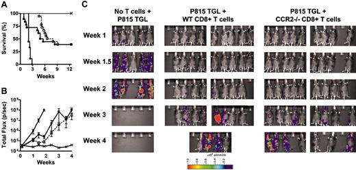 Figure 5. Graft-versus-tumor effect of CCR2-/- CD8+ T cells is intact. (A) B6D2F1 mice were lethally irradiated and subsequently received 5 × 106 TCD WT BM cells alone (×; n = 9), TCD WT BM and 1 × 103 P815 mastocytoma cells (•; n = 9), or TCD WT BM, 1 × 103 P815 mastocytoma cells and 3 × 106 WT (▪; n = 18) or CCR2-/- (□; n = 18) CD8+ T cells. Survival was monitored daily; see Table 1 for causes of death. Data represent 2 combined experiments. (B,C) B6D2F1 mice were lethally irradiated and subsequently received 5 × 106 TCD WT BM cells alone (×; n = 5), TCD WT BM and 5 × 103 P815 TGL mastocytoma cells (•; n = 5), or TCD WT BM, 5 × 103 P815 TGL mastocytoma cells and 3 × 106 WT (▪; n = 10), or CCR2-/- (□; n = 10) CD8+ T cells. Whole-body bioluminescent signal intensity was determined twice weekly, and mean ± SEM of total flux is shown.