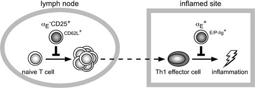 Figure 5. Compartmentalization of immune regulation by distinct migration behavior of αE–CD25+ and αE+ Tregs. High expression levels of CD62L enable both αE–CD25+ Tregs and naive T cells to efficiently enter the antigen-draining lymph node from the bloodstream. Due to preferential recirculation of αE–CD25+ Tregs through lymph nodes these naive-like Tregs most efficiently inhibit activation and expansion of naive T cells. In contrast, both Th1 effector cells and αE+ Tregs efficiently enter inflamed sites via binding of E/P-selectin ligands (E/P-Lig) to E/P-selectin being up-regulated on inflamed endothelial cells. Due to the preferential accumulation of inflammation-seeking αE+ Tregs the Th1-mediated inflammatory reaction is most efficiently controlled by these effector/memory-like Tregs.