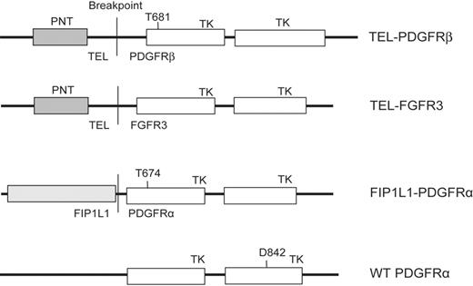 Figure 1. TEL-PDGFRβ and FIP1L1-PDGFRα constructs. Constructs used in this study, cloned in retroviral vectors MSCV-IRES-EGFP (enhanced green fluorescent protein), MSCV-neomycin, or MSCV-puromycin as indicated in “Materials and methods.” PNT indicates the pointed domain in TEL that mediates dimerization of the fusion protein; TK, the tyrosine kinase domains.