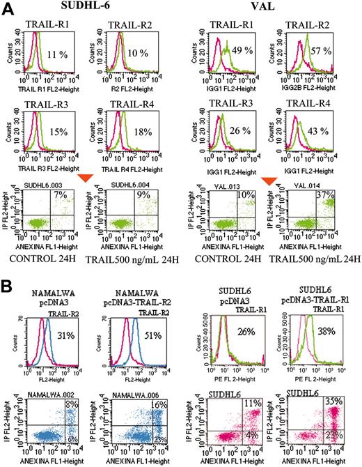 Figure 3. In vitro and in vivo assays implicating TRAIL-R2 as a candidate dosage-dependent tumor suppressor in B-cell lymphoma. (A) TRAIL-induced apoptosis response in SU-DHL6 (resistant to TRAIL-induced apoptosis) and VAL (sensitive to TRAIL-induced apoptosis) cell lines. Cell surface expression of the 4 TRAIL receptors was determined by flow cytometry. Fresh SUDHL6 and VAL cells were incubated in the presence of recombinant human TRAIL (500 ng/mL). After 24 hours, cell death was quantified by flow cytometric analysis after staining with FITC-conjugated Annexin V and propidium iodide; the percentage of dead cells is indicated. (B) Namalwa and SUDHL6 cell lines, both carrying 8p21 deletion, were transfected with pcDNA3 Flag-TRAIL-R1 or pcDNA3 Flag-TRAIL-R2. Transfected cells were selected in the presence of G418-containing media, and subsequently maintained with 0.25 mg/mL to 0.5 mg/mL G418. Protein expression TRAIL-R1 and TRAIL-R2 were analyzed by Western blot and flow cytometry. Flow cytometry analysis of cell surface expression of TRAIL-R1 and TRAIL-R2 receptors after cell transfection in SU-DHL6 and Namalwa is shown. Apoptosis was determined before and after 24 hours of treatment with TRAIL. Restoration of expression levels of TRAIL-R1 and TRAIL-R2 by less than 2-fold was associated with increased TRAIL-induced apoptosis, as shown by the percentage of apoptotic cells in the cell lines transfected with the empty vector compared with those transfected with pcDNA-TRAIL-R1 and R2.