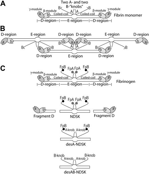 Figure 1. Schematic representation of fibrin molecules bearing knobs and holes that bind each other in the course of fibrin polymerization. (A) A fibrin monomer is 45 nm long and consists of 3 parts, namely 2 D-regions and 1 E-region. The D-regions contain the distal portions of the coiled-coil and the C-terminal β- and γ-modules. The E-region contains the central N-terminal part of the molecule and the proximal portions of both sets of coiled-coils. The E-region has 2 pairs of binding sites named A- and B-knobs that are exposed after cleavage of FpA and FpB by thrombin. The D-regions have constitutively open a- and b-holes located in the γ- and β-modules, respectively. (B) The driving force of fibrin polymerization is the complementary binding of the A-knobs and a-holes and perhaps of the B-knobs and b-holes resulting in formation of a half-staggered 2-strand protofibril. The cartoon is based on the crystallographic data and represents approximately the relative positions and dimensions of the molecular parts. The A- and B-knobs are highly flexible and hence have not been visualized in the crystal structure to date. (C) Cartoons of the molecules used in this study (fibrinogen, fragment D, and 3 types of the fragment called N-terminal disulphide knot, NDSK). The gray and black circles represent fibrinopeptides A (FpA) and B (FpB), respectively.