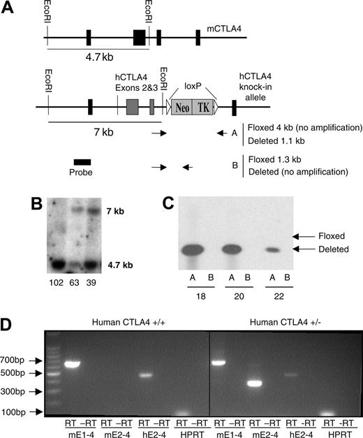 Figure 1. Creation of human CTLA4 knock-in mice. (A) Schematic diagram of the structure of construct. The primer positions for screening the floxed and deleted genotypes are also illustrated. PCR Reaction A used primers outside the loxP sites spanning the Neo/TK gene. A successful excision (deleted) of Neo/TK produced a 1.1-kb fragment, whereas undeleted (floxed) Neo/TK did not produce a fragment due to the PCR conditions used. PCR Reaction B used a forward primer outside of and a reverse primer within the Neo/TK cassette. (B) Southern blot of DNA from ES cells transfected with the human CTLA4 construct. A 7-kb band represents successful homologous recombination with the human CTLA4 construct, whereas a 4.7-kb band represents an unaltered mouse Ctla4 gene. (C) Excision of Neo/TK by Cre-recombinase. As depicted schematically in panel A, Reaction A produced the expected 1.1-kb fragment, whereas Reaction B amplified no fragment, consistent with successful deletion of Neo/TK. (D) Expression of human and mouse CTLA-4 RNA in homozygous (left panel) and heterozygous (right panel) knock-in mice. Spleen cells from human CTLA4+/– and human CTLA4+/+ mice were stimulated for 30 hours in vitro with 0.1 μg/mL anti-CD3 mAb 2C11. RNA was extracted and RT-PCR was performed. Primers spanning the full-length CTLA4 RNA sequence were used to confirm that full-length RNA of the knock-in gene was being expressed (left reaction), whereas those that were specific for either mouse (mE2) or human (hE2) CTLA-4 exon 2 were used to identify mouse and human CTLA4, respectively.