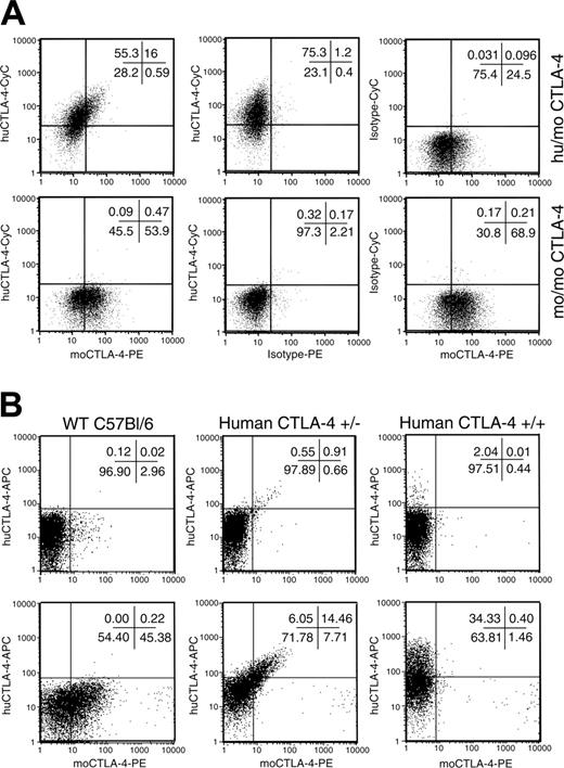 Figure 2. Codominant expression of human and mouse CTLA-4 protein by T cells from human CTLA-4 knock-in heterozygotes. (A) Codominant expression of human and mouse CTLA-4 in T cells after antigen stimulation. Spleen cells from human CTLA-4+/–×P1CTL F1 mice were stimulated for 66 hours in vitro with 0.1 μg/mL P1A peptide. Cells were harvested and stained for cell surface mouse CD3, followed by intracellular mouse and human CTLA-4. The top left panel shows the codominant expression of human and mouse CTLA-4 protein on the same cells as indicated by the diagonal staining pattern. Non–knock-out littermates demonstrated a complete lack of human CTLA-4 expression (bottom left panel). Middle and right panels show isotype controls for each intracellular antibody. All profiles represent cells within the CD3+ gate. The same staining pattern has been observed with anti-CD3 mAb–stimulated T cells (K.M., unpublished observations). (B) Expression of mouse and human CTLA-4 molecules in unstimulated spleen CD4 T cells. Spleen cells from WT (CTLA-4 mo/mo), homozygous (human CTLA4+/+) and heterozygous (human CTLA4+/–) mice were surfaced-stained with anti-CD4 and anti-CD25 and then stained for intracellular mouse and human CTLA-4 protein. Data shown were gated CD4+CD25– (top panels) and CD4+CD25+ subsets (bottom panels).