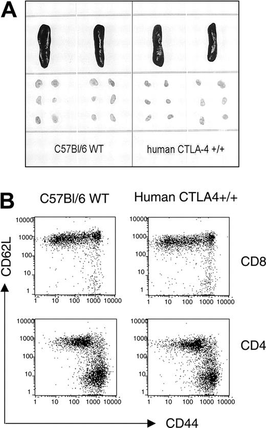 Figure 3. Functional replacement of mouse Ctla4 with the human CTLA4 gene in vivo. (A) Normal appearance of secondary lymphoid organs in 1-year-old homozygous human CTLA4 knock-in mice. (B) Normal expression of activation markers among spleen CD4 and CD8 T cells. Data shown are dot plots of gated CD8 (top panels) and CD4 (bottom panels) T cells.