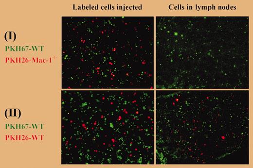 Macrophage migration from the peritoneum to the lymph nodes. See the complete figure in the article beginning on page 3234.