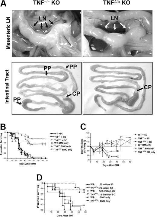 Figure 1. Acute GVHD induced after allogeneic BMT using extensive conditioning in mice with or without PPs. (A) TNFΔ/Δ and TNF-/- mice develop mesenteric LNs and cecal patches (CPs). TNF-/- mice develop PPs, but TNFΔ/Δ mice do not. Not all PPs formed in the TNF-/- mice are visible. Fresh mouse organs, from representative adult naive animals, were photographed using Nikon Coolpix 2500 digital camera set to macro mode. (B) TNFΔ/Δ, TNF-/- mice, or WT mice were used as recipients of allogeneic BM grafts in combination with 3 × 107 spleen cells (SCs) as a source of T cells (n = 9-11 mice/group/experiment). Some groups received BM only to control for non–GVHD-associated changes (n = 3-8 mice/group/experiment). Combined results of 2 independent experiments are shown. No significant differences were observed in mice that received BM and spleen cells. (C) Kinetics of weight loss in one of the 2 independent experiments represented in panel B. (D) TNFΔ/Δ or WT mice were used as recipients of allogeneic BM grafts in combination with 2.5 or 1.25 × 107 spleen cells (SCs) as a source of T cells (n = 5-8 mice/group). Some groups received BM only to control for non–GVHD-associated changes. Representative results of 2 independent experiments are shown for survival kinetics. No significant differences were observed between experimental groups for either dose of spleen cells.