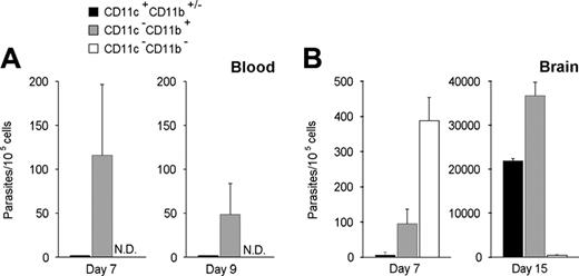 Figure 3. Quantification of T gondii parasites associated to CD11c+CD11b+/- and CD11b+ cells in the blood (A) and in the brain (B) of infected C57BL/6 mice using real-time PCR. Values represent mean number plus SD for 5 to 9 mice per group and 2 to 4 separate experiments.