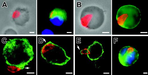 Figure 4. Immunolocalization of tachyzoite (anti-SAG1, red) associated to host cells. (A) MLN CD11c+ cell (green) at 5 days after inoculation. (B) MLN MHC class II+ (green) cell at 5 days after inoculation. Among the parasitized cells at day 5 after inoculation, approximately 59% express MHC class II molecules, which are constitutively expressed by DCs, 20.9% express CD11b and 11.7% express CD11c (n parasites > 100 for each subset). (C-E) Confocal microscopy (0.4 μm section) in MLN cells at day 5 after inoculation. Tachyzoites (red) are surrounded by CD11b+ host cell plasma membrane (green) (CD) or by CD45+ host cell plasma membrane (green). (F) Single tachyzoite (red) is associated with a blood CD11b+ host cell (green) at day 7 after inoculation. Nuclei were stained with DAPI (blue). Scale bar = 2 μm. Images were visualized with a 63×/1.25 Plan-neofluar objective lens (Zeiss, Le Pecq, France).