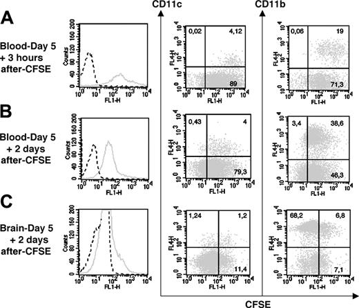 Figure 5. CFSE IV injection (0.72 mg/animal) in 5 day–infected C57BL/6 mice. CFSE fluorescence expressed by blood cells 3 hours (A) and 2 days (B) after dye injection. (C) CFSE fluorescence expressed by brain leukocytes 2 days after dye injection. Histograms represent the total of CFSE+ cells (solid line) and fluorescence measured after PBS-DMSO injection is shown as a dot line. Dot plots indicate the percentages of CD11c+CFSE+ and CD11b+CFSE+ cells present in the blood and the brain after the dye injection. Cells of 3 mice were pooled. The data shown are from a single experiment, representative of 2 separate experiments. Noninfected mice also received CFSE for control (data not shown).