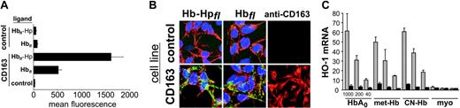 Figure 1. CD163 mediates Hp-independent uptake of free Hb in HEK293 cells. (A) CD163+ (CD163) and CD163- (control) HEK293 cells were incubated with 10 μg/mL Alexa-488-labeled Hbfl or Hbfl-Hp complexes for 30 minutes (fl indicates the fluorescence protein). After washing and trypsinization, cell-associated fluorescence was determined by FACS analysis. Although only minimal Alexa-488 fluorescence was detected in the CD163- cell line (control), significant fluorescence, above background levels, was detected in the CD163+ cells. Data represent mean ± SD of 3 independent experiments. (B) Confocal fluorescence microscopy images (original magnification, 400 ×)of CD163+ (CD163) and CD163- (control) cells were acquired after 30-minute incubation of cells with 10 μg/mL Hbfl or Hb-Hpfl. The pattern of green Alexa-488 fluorescence demonstrates that free Hbfl and Hb-Hpfl complexes are taken up into an intracellular endosomal compartment, and this is mediated by CD163 (green, Alexa-488 Hb; blue, DAPI nuclear staining; red, actin filaments). Immunofluorescent staining of CD163 with anti-CD163 (clone 5C6-FAT) and Alexa-594 (red) goat antimouse antibody was performed to confirm receptor expression in CD163-transformed HEK293 cells (right panels). (C) CD163+ and CD163- HEK293 cells were incubated for 8 hours with the indicated CD163 ligands in DMEM without added serum (to avoid nonspecific protein-protein interactions). Each ligand was applied at 3 different concentrations: 1000, 200, and 40 μg/mL. HO-1 mRNA induction relative to nontreated samples was determined by quantitative real-time RT-PCR and was corrected for differences in glyceraldehyde-3-phosphate dehydrogenase mRNA. Results are expressed as mean ± SD of 3 independent experiments. HbA0 indicates native human hemoglobin; CN-Hb, hemoglobin blocked with cyanide; myo, myoglobin.
