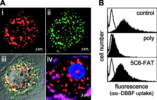 Figure 7. CD163 mediates Hp-independent macrophage uptake of αα crosslinked Hb into an endosomal compartment. (A) Internalization of Alexa-647 αα-DBBF Hb in macrophages was confirmed by deconvoluted fluorescence microscopy. A high degree of intracellular colocalization (panel iii, yellow) was found after coincubation with αα-DBBF Hb (panel i, Alexa-647) and the early endosomal marker transferrin (panel ii, Alexa-488) for 15 minutes at a concentration of 20 μg/mL. Alternatively, the same endosomal distribution was revealed by anti-Hb immunofluorescence staining of macrophages after incubation with nonlabeled αα-DBBF Hb (panel iv; red, Hb; magenta, Alexa-647 phalloidin stain of actin cytoskeleton; blue, DAPI nuclear stain) (original magnification, 1000 ×). (B) Macrophage-associated fluorescence was determined after 30-minute incubation with 10 μg/mL Alexa-633-labeled αα-DBBF Hb (control). Nonspecific binding was determined by the addition of a 300-fold excess of unlabeled Hb (open curves). Uptake of αα-DBBF Hb was inhibited by a blocking rabbit polyclonal IgG (poly) but not by an equal concentration of a nonblocking monoclonal anti-CD163 antibody (5C6-FAT).