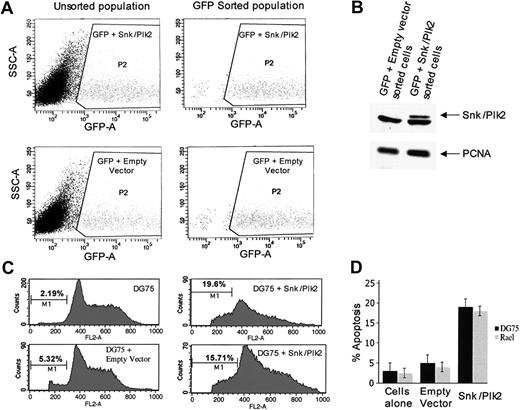 Figure 5. Expression of Snk/Plk2 causes apoptosis in BL cells. BL lines DG75 (EBV-) and Rael (EBV+) lacking endogenous Snk expression were transfected with Snk/Plk2 expression plasmids and analyzed by flow cytometry as described in “Materials and methods.” (A) Fluorescence-activated cell sorting (FACS) analysis shows sorting of successfully transfected cells based on GFP expression. (B) Western blot analysis shows expression of Snk/Plk2 protein in the GFP+ fraction but not in the negative fraction of sorted cells. (C) Cell-cycle analysis of GFP-sorted cells shows an increase in apoptosis in cells expressing Snk/Plk2. The figure shows (as indicated) non-transfected cells, cells receiving empty vector only, and 2 typical profiles of cells expressing Snk/Plk2. Essentially similar results were obtained with Rael (data not shown). (D) Histogram summarizes induction of apoptosis by expression of Snk/Plk2. The data shown are percent sub-G1 (apoptotic) cells and are means ± 1 SD of 3 independent experiments.