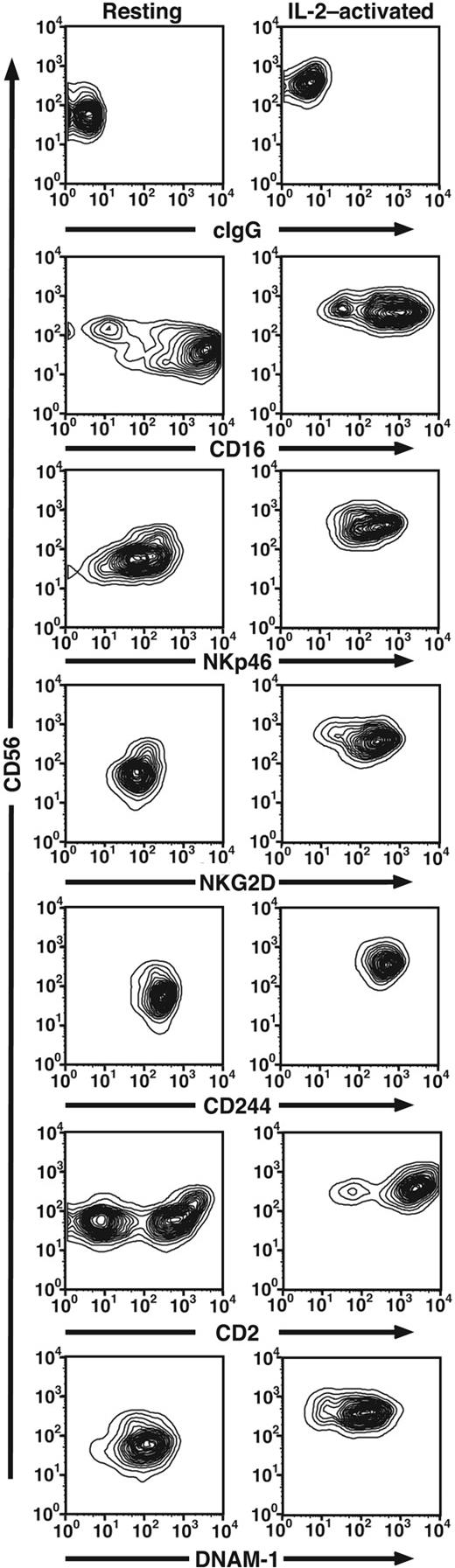 Figure 2. Expression of activating receptors on resting and IL-2-activated NK cells. Freshly isolated, resting NK cells or long-term IL-2-cultured NK cells were stained with directly conjugated mAbs to the indicated receptors (x-axis) and anti-CD56 (y-axis).