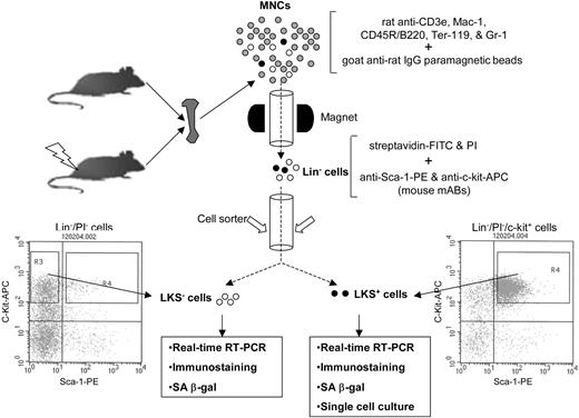 Figure 1. Schematic illustration of the isolation of Lin-, LKS+, and LKS- cells. BM-MNCs and Lin- cells were isolated as described previously.12 Lin- cells were labeled with streptavidin-FITC, anti-Sca-1-PE, and anti-c-Kit-APC after preincubation with anti-CD16/32 to block Fcγ receptors. After washing, the cells were resuspended in PBS containing 1 μg/mL propidium iodide (Molecular Probes) and then sorted immediately using a FACStarPlus cell sorter (Becton Dickinson). LKS- cells were sorted directly from R3 gate. LKS+ cells were first enriched by collecting c-Kit+ cells via presorting and then sorted from R4 gate.