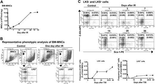 Figure 2. TBI induced hematopoietic suppression. (A) TBI induces a transient decrease in the number of BM-MNCs. Mice were exposed to 6.5 Gy TBI. At 1, 3, 7, 14, 28, and 56 days after TBI, BM-MNCs were isolated and enumerated. The results are expressed as the mean of BM-MNCs/hind leg ± SE (n = 3 mice/group). A group of 6 unirradiated mice was used as control (day 0). (B) Representative phenotypic analysis of BM-MNCs by flow cytometry. BM-MNCs (1 × 106) from control or irradiated mice were incubated with biotin-conjugated antibodies against CD3e, CD45R/B220, Gr-1, Mac-1, and Ter-119 and then with streptavidin-FITC. After incubation with anti-CD16/CD32 antibody, they were stained with anti-Sca-1-PE and anti-c-kit-APC antibodies. Cells incubated with appropriate conjugated rat antimouse isotypes were included as controls. For each sample, a minimum of 200 000 cells was analyzed on a FACS Caliber (Becton Dickinson) and the resultant data were analyzed using CellQuest software (Becton Dickinson) after gating on viable cells. (C) TBI induces a sustained reduction in the frequencies of LKS- and LKS+ cells in BM-MNCs. The frequencies of LKS- and LKS+ cells in BM-MNCs from control and irradiated mice were determined by flow cytometry as illustrated in panel B. Top panel: Representative flow cytometric analyses of LKS- and LKS+ cells in BM-MNCs from control or irradiated mice. The frequencies of LKS- and LKS+ cells are indicated in the LKS- and LKS+ cell gates as a percentage of total BM-MNCs. Bottom panel: Kinetics of LKS- and LKS+-cell recovery after TBI. The frequencies of LKS- and LKS+ cells are expressed as a mean percentage of BM-MNCs ± SE (n = 4 to 6). ANOVA analysis reveals that TBI induced a time-dependent reduction in the number of BM-MNCs and frequencies of LKS- and LKS+ cells (P < .001).