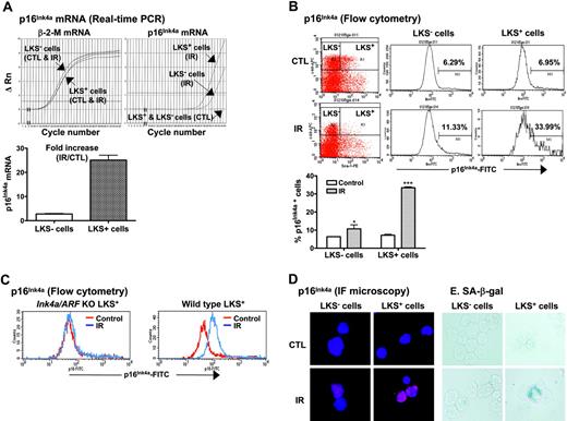 Figure 4. TBI selectively increases p16Ink4a expression and SA-β-gal activity in LKS+ cells. (A) Quantification of p16Ink4a mRNA expression in LKS- and LKS+ cells from control (CTL) or irradiated (day 14 after TBI) mice. Top panel: Amplification profiles of representative real-time RT-PCR assays. Bottom panel: A minimal estimate of the fold increase in p16Ink4a mRNA expression is presented as the mean ± SE of 3 amplification assays. (B) Quantification of p16Ink4a-expressing cells in LKS- and LKS+ populations by flow cytometry. The expression of p16 Ink4a in LKS- and LKS+ cells from control (CTL) or irradiated (day 14 after TBI) mice was determined by flow cytometry as described in “Materials and methods.” Top panel: Representative flow cytometric analysis of the p16Ink4a-expressing cells in LKS- and LKS+ cell gates are shown. The numbers marked in the plots are the percentage of p16 Ink4a-positive cells. Bottom panel: The percentage of p16 Ink4a-positive cells is presented as the mean ± SE (n = 3). (C) Representative flow cytometric analysis of the p16Ink4a-expressing cells in LKS+ subpopulation from irradiated (day 14 after TBI) and control Ink4a/Arf KO or wild-type mice. (D) Representative immunofluorescent (IF) staining of p16Ink4a in sorted LKS- and LKS+ cells from irradiated and control mice. (E) Representative SA-β-gal staining in sorted LKS- and LKS+ cells from irradiated and control mice. *P < .05 and ***P < .001, compared with control unirradiated cells.