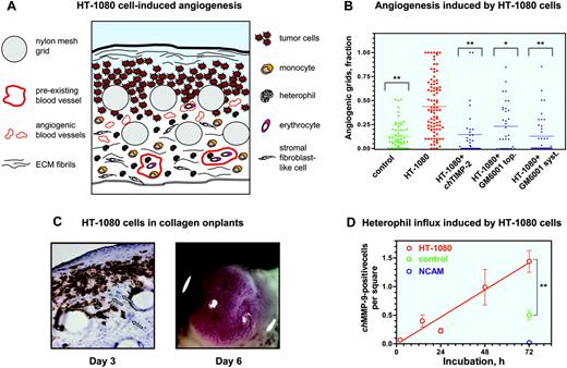 Figure 4. Angiogenesis and heterophil influx induced by human tumor cells in collagen CAM onplants. (A) Schematic presentation of tissue and cellular components of a collagen onplant containing HT-1080 cells 3 days after grafting on the CAM. Tumor cells could be visualized in the upper portions of the onplant, around and between 2 layers of grids from the nylon meshes. The grids are often displaced during tissue processing, leaving empty circles in the tissue sections. Large, preexisting blood vessels containing nucleated erythrocytes and leukocytes are located in the underlying CAM, which is bordered by the endoderm layer. Newly formed blood vessels, which are the ones scored in the angiogenic assay, are identified mostly between or directly below the grids and usually are close to tumor cells. Angiogenic vessels are often filled with blood cells, indicating the existence of an established, complete circulation. Stromal fibroblast-like cells of the CAM mesoderm are numerous and infiltrate the entire collagen onplant, including the very top portions of the onplant. Lower and middle portions of the onplant are infiltrated with inflammatory cells such as monocytes/macrophages and heterophils. These cells could be identified morphologically by immunohistochemical staining with chMMP-13– and chMMP-9–specific antibodies, respectively. The matrix components could be identified as a fine network of fibrils present throughout the entire onplant and a thick ribbonlike structure at the collagen/air interface on the top of onplant. (B) Collagen onplants supplemented with buffer alone (control) or 5 × 104 HT-1080 cells (HT-1080) were placed on the CAM and scored 72 hours later for levels of angiogenesis. Recombinant chicken TIMP-2 was incorporated into onplants at 2.85 μM. Hydroxamate MMP inhibitor GM6001 was added either topically (top; 5 μLof 25 μM solution) or systemically (syst; 10 μL of 1.25 mM solution) at the time of onplant grafting and 48 hours later. At 72 hours, the angiogenic response was determined as a fraction of grids containing newly formed blood vessels. Statistical significance between the groups of onplants was determined by comparison with nontreated HT-1080 cell–containing onplants. **P < .001; *P = .004. (C) At 72 hours (day 3), HT-1080 cell–containing onplants were harvested, embedded in OCT compound, and frozen. HT-1080 cells were identified in cryosections (left panel) after immunohistochemical staining with mAb 29-7 recognizing a human cell surface antigen (original magnification × 20). Human tumor cells (brown) are located at the top and in between the grids of onplants, whereas underlying CAM appears mainly devoid of tumor cells. Displaced nylon mesh grids appear as empty circular structures. Some newly formed blood vessels are indicated by arrows. By day 6 of incubation, highly vascularized HT-1080 tumors are generated on the top of the onplant grids (right panel). (D) Kinetics of heterophil influx into collagen CAM onplants supplemented with HT-1080 cells. The numbers of chMMP-9–positive heterophils were determined over a 72-hour time course in the × 20 images of tissue cryosections stained with the chMMP-9 antibody as described in Figure 3. For comparison, samples of 72-hour control onplants (control) and normal CAM (NCAM) were included in quantitation. Data are presented as the mean ± SEM of heterophil numbers per square scored in 7 to 14 images per time point. **P < .001.