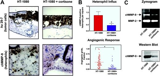 Figure 5. Inhibition of heterophil influx and angiogenesis in HT-1080 onplants by cortisone. Onplants containing HT-1080 cells (5 × 104 cells per onplant) were placed on the top of the CAM of 10-day-old chick embryos, nontreated or injected with cortisone (0.5 mg/embryo). (A) At 72 hours, nontreated (left panels) and cortisone-treated (right panels) HT-1080 onplants with the underlying CAM were harvested, embedded in OCT compound, and frozen. Cryosections were immunohistochemically stained with mAb 29-7 (top panels) or anti–chMMP-9 antibody (bottom panels). As judged by the 29-7 staining (original magnification × 4), expanding HT-1080 cells (brown) are localized at the top of the onplants and in between grids. Boxed areas are presented at higher magnification (original magnification × 40) of the adjacent sections stained with the chMMP-9–specific antibody. The chMMP-9–positive staining is associated with single heterophils and heterophil clusters (arrows). (B) Cortisone reduces the heterophil influx (top graph) and angiogenic response (bottom graph) in the collagen onplants containing HT-1080 cells. Cryosections of nontreated and cortisone-treated collagen HT-1080 onplants harvested at 72 hours were stained with the chMMP-9 antibody. The chMMP-9–positive heterophils were scored in × 20 images. Data are presented as the mean ± SEM of chMMP-9–positive heterophil numbers per square. Levels of angiogenesis were scored at 66 hours and presented as percentage of grids with newly formed blood vessels. *P < .001. (C) Cortisone diminishes chMMP-9 protein levels in collagen CAM onplants containing HT-1080 cells. Nontreated (HT-1080) and cortisone-treated (HT-1080+cortisone) onplants were harvested at 72 hours and snap-frozen on dry ice. Extracted proteins were separated by SDS-PAGE on gelatin-containing 8% polyacrylamide gels for zymography analysis (5 μg/lane; top panel) or separated by 8% SDS-PAGE, transferred to a membrane support, and immunoblotted with anti–chMMP-9 antibody (25 μg/lane; bottom panel).