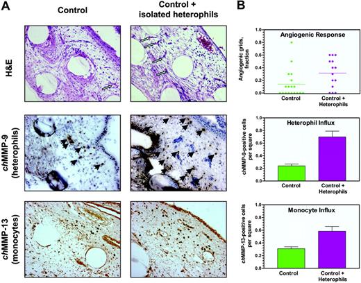 Figure 8. Induction of angiogenesis and inflammatory cell influx by purified heterophils. (A) Collagen onplants supplemented with buffer alone (control) or 5 × 104 heterophils isolated from peripheral blood were engrafted on the CAM of 10-day-old embryos incubated ex ovo. Onplants were harvested and fixed in formalin or frozen in OCT compound at 72 hours after the angiogenic response was scored. Paraffin sections stained with hematoxylin and eosin (H&E) indicate similar tissue composition of the onplants (top panels). Arrows point to some of newly formed angiogenic vessels visualized more frequently, especially between the grids, in the onplants supplemented with heterophils. Cryosections were immunohistochemically stained with chMMP-9–specific antibody to visualize heterophils (arrows, middle panels). In addition, paraffin sections were immunohistochemically stained with anti–chMMP-13 antibody identifying brown rounded cells of monocyte/macrophage lineage (bottom panels). (B) Control onplants with and without exogenously added heterophils were scored for angiogenesis (top graph; bar indicates mean), heterophil influx (middle graph), and infiltration by monocytes (bottom graph) as described in Figure 7. Data are presented as means ± SEM. One of 3 independently performed experiments is shown. A statistically significant difference was confirmed (P < .01) for the 2 experimental groups depicted in the scatter and bar graphs.