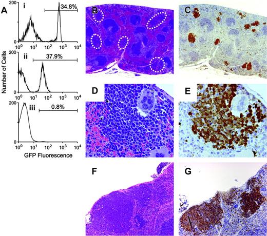 Figure 2. The EPOR is not required for gp55-mediated erythroid proliferation. GFP-positive Fv2s/s;Epor-/- fetal liver cells were transplanted into Fv2r/r recipients. (A) Flow cytometry was performed 4 weeks after transplantation to assess bone marrow reconstitution. Three subpanels correspond to granulocytes (i), platelets (ii), and erythrocytes (iii). The percentage of GFP-positive cells is indicated by the number above the line. (B-G) Photomicrographs of FVA-infected spleens. The sections in panels B, D, and F were stained with hematoxylin and eosin. The sections in panels C and E were stained with anti-GFP antibody and counterstained with hematoxylin. The section in panel G was stained with Rauscher anti-gp69/71 antibody. Original magnifications × 20 (B-C), × 400 (D-E), and × 100 (F-G).