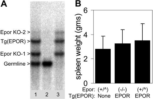 Figure 3. The murine EPOR is not required for Friend virus-induced erythroblastosis. (A) Southern blot of genomic DNA from the progeny of Epor-/-;Tg(EPOR) Ć Balb/cByJ Epor+/- mice. The parents contained different targeted mutations of the Epor,24,25 which are indicated by the arrowheads (Epor KO-1 and Epor KO-2). Bands corresponding to the germ-line band and the human EPOR transgene (Tg(EPOR)), are indicated. Genotypes: lane 1, Epor+/-;Tg(EPOR); lane 2, wild type; lane 3, Epor-/-;Tg(EPOR). (B) Spleen weights of FVA-infected mice in grams. Genotypes are indicated at the bottom. Epor+/+ and Epor+/- genotypes are grouped together as (+/^). Error bars represent standard deviations.