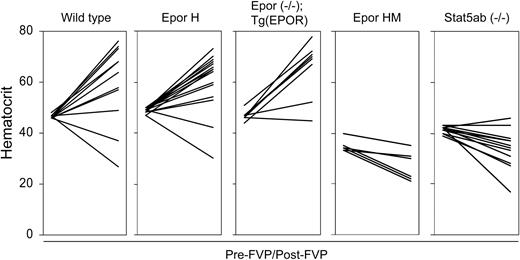 Figure 4. STAT5 activation is required for Friend virus-induced polycythemia. Hematocrits of different strains of mice are shown at baseline (pre-FVP) and 3 to 4 weeks after infection with FVP (post-FVP). The mouse strains and genotypes are indicated at the top. In each panel, the pre-FVP hematocrits are shown on the left and the post-FVP hematocrits on the right with a line connecting the values. Low hematocrit values were occasionally caused by internal bleeding.