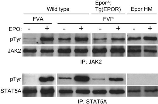 Figure 5. FVP constitutively activates JAK2 and STAT5. Whole-cell extracts of Friend virus-infected erythroblasts were immunoprecipitated with anti-JAK2 (top group) or anti-STAT5A (bottom group) antibody and Western blotted. The antibody used for the Western blot is indicated to the left of the panels. The strain of mice, strain of Friend virus, and stimulation with erythropoietin are indicated at the top.
