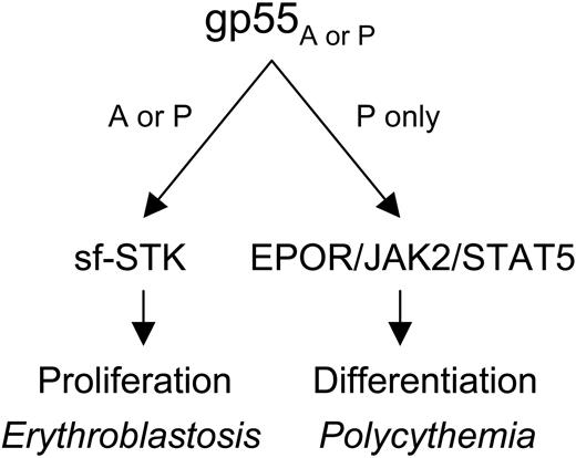 Figure 6. Mechanism of Friend virus-induced erythroblastosis and polycythemia. gp55 of the anemia-(gp55A) or polycythemia-inducing (gp55P) strains of Friend virus activates sf-STK, causing uncontrolled erythroid proliferation and erythroblastosis. gp55P activates the EPOR, JAK2, and STAT5, causing deregulated erythroid differentiation and polycythemia.