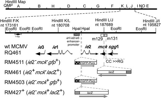 Figure 1. Schematic representation of mutant virus genomes. The top line represents the K181+ strain MCMV genome16 with nucleotide numbers (GenBank accession number U68299). The MCMV ie1/ie2/ie3 transcriptional enhancer (hatched box) and transcripts (solid arrows) encoded by the wild-type viruses also are shown in the expanded region. Open boxes depict the positions of ORFs m131 and m129 that encode MCK-2.12 The mutations introduced into recombinant viruses RM461,16 RM427+,14 RM4503,46 and RM451111 are depicted below the transcripts. The lacZ insertion in RM461 or RM427+ (open box) and the EGFP-puro insertion in RM4503 or RM4511 (open box) are depicted below the map. Two nucleotide point mutations were introduced into RM4511 to alter the conserved CC chemokine motif in MCK-2 (C27R and C28G; 14).