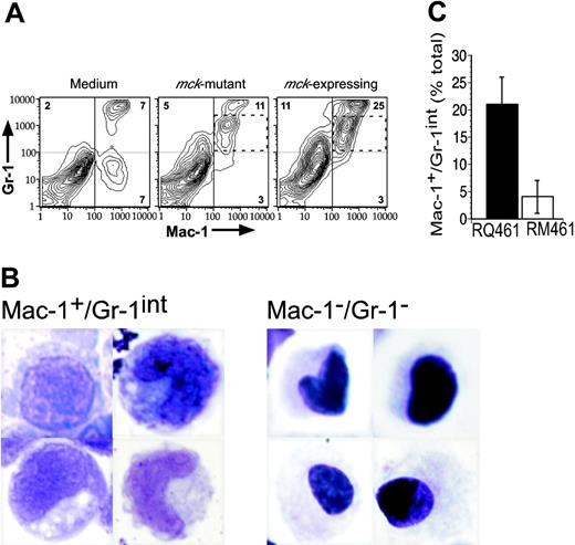 Figure 2. Markers and cytology of myeloid cells at sites of infection. (A) FCM analysis on medium (left), mck-mutant RM461-infected (middle), and mck-expressing RQ461 (right). Percentages of cells with each expression pattern are indicated in the Mac-1-/Gr-1+, Mac-1+/Gr-1+, and Mac-1+/Gr-1- quadrants. The Mac-1+/Gr-1int population is indicated by a dashed box. FP leukocytes were prepared from groups of 3 BALB/c mice at 48 hours after inoculation (inoculum of 1 × 106 PFUs). (B) May-Grunwald-Giemsa-stained FCM purified cells from pooled FPs (20 mice) at 48 hours after inoculation (inoculum of 1 × 106 PFUs), comparing 4 examples from the Mac-1+/Gr-1int population (left) and 4 examples from the Mac-1-/Gr-1- population (right) (× 1000). Mac-1+/Gr-1int cells were prepared by MACS separation, followed by FACSvantage sorting, and Mac-1-/Gr-1- cells were from the initial MACS separation step. (C) Summary data for the frequency of Mac-1+/Gr-1int cells of FP leukocytes. The mean (bars) with standard deviation (error bars) of 3 independent experiments is indicated.