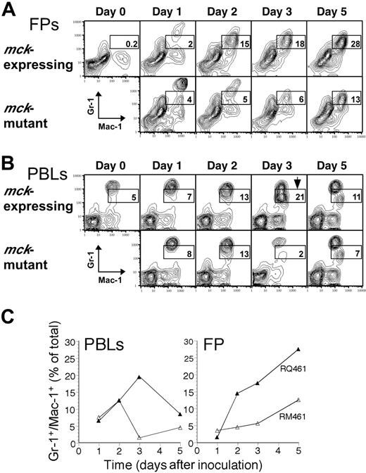 Figure 5. Time course of Mac-1+/Gr-1int cell appearance following MCMV infection. Leukocytes were prepared from FPs (A) and PB (B) of groups of 5 infected BALB/c mice on days 0, 1, 2, 3, and 5 after inoculation with mck-expressing RQ461 or mck-mutant RM461 (inoculum of 1 × 106 PFUs). Mac-1+/Gr-1int cell populations are indicated by the boxed areas. (B) An arrow in the day 3 sample identified the peak in mobilization of the Mac-1+/Gr-1int cells into the bloodstream. (C) Summary of the kinetics of mobilization of Mac-1+/Gr-1int cells into PB and recruitment into FPs.