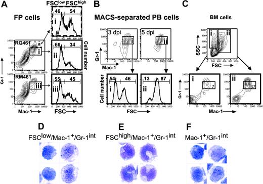 Figure 6. FCM light-scattering analysis and cytology of Mac-1+/Gr-1int cells. (A) FSC histograms of Mac-1+/Gr-1int (box) or Mac-1+/Gr-1high (broken box) cells collected from FPs of groups of 10 BALB/c mice on day 3 after inoculation with RQ461 or RM461 infection (inoculum of 1 × 106 PFUs). All histograms are from gated cell populations as indicated by boxed areas (i,ii,iii). (B) FSC histograms of MACS-enriched Mac-1+/Gr-1+ cells (boxed areas i and ii) from PB on day 3 or day 5 after inoculation with RQ461 (inoculum of 1 × 106 PFUs). (C) FCM analysis of BM cells from uninfected mice analyzed by FCM for Mac-1 and Gr-1 after gating on FSClow or FSChigh populations (boxed areas i and ii), indicating the percentage of total Mac-1+/Gr-1int cells (× 600) in each population. (D-F) May-Grunwald-Giemsa-stained cells from FPs or PB of groups of 20 mice at 48 hours after inoculation (inoculum of 1 × 106 PFUs), prepared as described for Figure 2. (D) FSClow/Mac-1+/Gr-1int cells from FPs. (E) FSChigh/Mac-1+/Gr-1int cells from FPs. (F) Mac-1+/Gr-1int cells from PB.