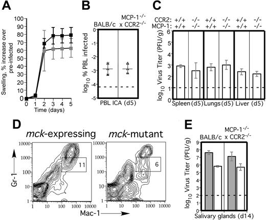 Figure 8. MCMV replication and dissemination in MCP-1-/- CCR2-/- mice. (A) Time-course analysis of FP swelling in 5 BALB/c (▪) and 5 MCP-1-/- CCR2-/- (▦) mice following inoculation with 1 × 106 PFUs of mck-expressing RM427+.14 The mean and standard deviation (error bars) are indicated. (B) Viremia levels determined by ICA on groups of 3 mice at day 5 after inoculation (intraperitoneal route) with 105 PFUs of wild-type RQ461 in BALB/c and MCP-1-/- CCR2-/- mice. Mean (vertical line) and standard deviation (error bars) are indicated, along with data points from individual mice. (C) Titers of virus in spleen, lungs, and liver of RQ461 in BALB/c and MCP-1-/- CCR2-/- mice (same infection as panel A). (D) FCM analysis of Mac-1+/Gr-1int myeloid cells recovered from FP of MCP-1-/- CCR2-/- mice. FP leukocytes were prepared from groups of 3 mice at day 5 after inoculation with mck-expressing RM427+ or mck-mutant RM461 lacZ-tagged viruses (inoculum of 1 × 106 PFUs). FCM analysis and layout is described in the legend to Figure 2. (E) Day 14 virus titers in SGs following inoculation (FP route) with 107 PFUs of RQ461 (▦) or RM461 (□).