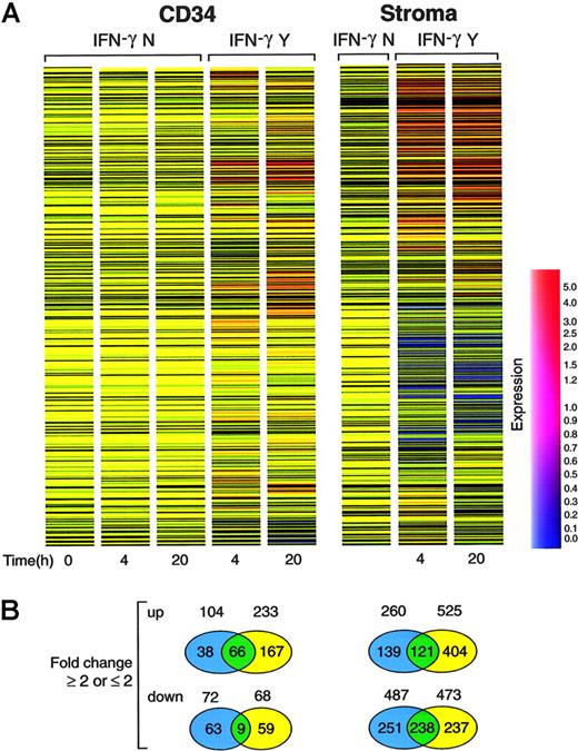 Figure 1. Gene-expression analysis of CD34 cells treated with IFN-γ. (A) Hierarchical clustering analysis of gene-expression patterns in CD34 and stromal cells over time. Each time point was averaged from 2 independent pools of CD34 or stromal cells. Genes were clustered on the horizontal axis and individual conditions on the vertical axis. IFN-γ N indicates control; IFN-γ Y, cells treated with IFN-γ. Blue-to-red scale indicates expression level from low to high. (B) The diagrams indicate genes that changed 2-fold or greater after 4 and 20 hours of culture. The top panel contains genes upregulated by IFN-γ; the bottom panel contains genes that were downregulated. Blue and yellow circles indicate genes changed in either 4 or 20 hours. Green circles indicate genes for which expression was changed at both time points.
