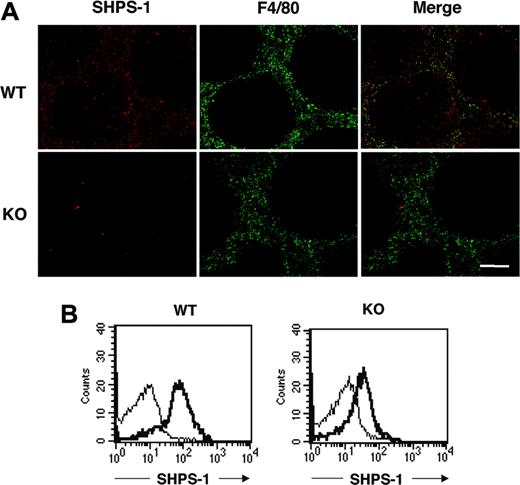 Figure 1. Expression of a mutant form of SHPS-1 that lacks most of the cytoplasmic region in splenocytes. (A) Frozen spleen sections from WT or SHPS-1 mutant (KO) mice at 6 weeks of age were stained both with the P84 mAb to SHPS-1 (red) and with a mAb to F4/80 (green). The SHPS-1 and F4/80 images are also shown merged. Scale bar, 100 μm. Images were visualized using an AX-70 microscope equipped with a 10×/0.4 objective lens (Olympus, Tokyo, Japan) and a PXL 1400 camera (Photometrics, Tucson, AZ). Images were analyzed with IPLab Spectrum software (Scanalytics, Fairfax, VA) and were processed with Adobe Photoshop 8.0 software (Adobe Systems, San Jose, CA). (B) Splenocytes prepared from WT and SHPS-1 mutant mice at 6 weeks of age were stained with a PE-conjugated mAb to F4/80 and biotinylated mAb P84 (thick trace) or with isotype control mAbs (thin trace) and were then incubated with FITC-conjugated streptavidin. The expression of SHPS-1 on F4/80-positive splenic macrophages was then examined by 2-color flow cytometric analysis. All results are representative of 3 separate experiments.