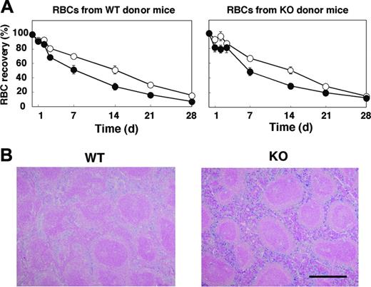 Figure 4. Lifespan of circulating RBCs and accumulation of hemosiderin in the spleen of SHPS-1 mutant mice. (A) WT (○) or homozygous SHPS-1 mutant (•) mice were injected intravenously with CFSE-labeled RBCs derived from WT (left) or homozygous SHPS-1 mutant (right) mice. Blood samples (5 μL) were collected from a tail vein at the indicated times thereafter, and the fraction of fluorescent RBCs among recipient RBCs (100 000 per sample) was determined by flow cytometry. Data are expressed as a percentage of the value determined 5 minutes after injection and are means ± SE of values from 5 recipients per group. The percentage of CFSE-positive RBCs at 5 minutes after injection was 7% to 10% of total RBCs determined. (B) Spleen sections from WT or SHPS-1 mutant mice at 6 weeks of age were fixed with paraformaldehyde and stained with Berlin blue. Scale bar, 0.5 mm. Image acquisition performed as described for Figure 2C.