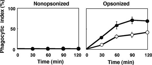 Figure 6. Phagocytosis of opsonized RBCs by isolated splenic macrophages from SHPS-1 mutant mice. Adherent splenic macrophages derived from WT (○) or homozygous SHPS-1 mutant (•) mice were assayed for their phagocytic responses in vitro with nonopsonized (left) or IgG-opsonized (right) RBCs from WT donor mice. The phagocytic index was determined after incubation of cells for the indicated times at 37°C. Data are means ± SE of values from 3 independent experiments.