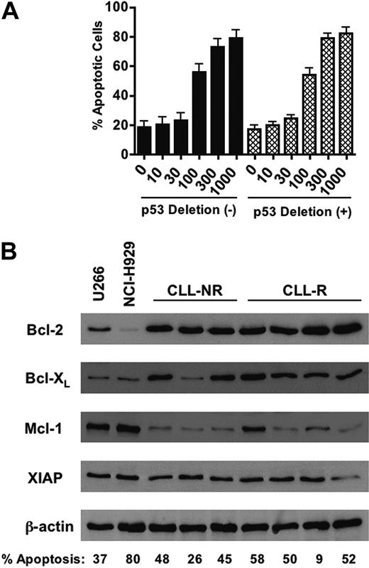 Figure 7. The sensitivity of primary B-CLL cells to brefeldin A is independent of p53 status or the relative expression of key antiapoptotic proteins. (A) Comparison of BFA-induced apoptosis (active caspase-3 staining) in CLL patient samples with (n = 9) or without (n = 11) p53 (17p) deletion. No statistically significant difference in sensitivity to brefeldin A was observed between the 2 groups (P = .704). Error bars indicate SEM. (B) Lysates were prepared from primary CLL cells and multiple myeloma cell lines U266 and NCI-H929. Equivalent amounts of protein from each sample were subjected to SDS-PAGE electrophoresis. Separated proteins were transferred to nitrocellulose membranes and probed for the antiapoptotic proteins Bcl-XL, Bcl-2, Mcl-1, and XIAP. Actin was used as a loading control. NR = nonrefractory; R = fludarabine refractory. The percentage of cells positive for active caspase-3 as assessed by flow cytometry after 48 hours of treatment with 100 ng/mL brefeldin A is noted for each sample. Values have been adjusted to exclude spontaneous apoptosis.