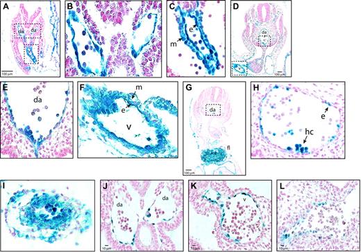 Figure 2. Sites of Runx1 excision. (A) Tek expression in the para-aortic splanchnopleure of E8.5 Tg(Tek-lacZ) embryos. (B) Dorsal aorta from boxed region in panel A, illustrating that β-gal+ cells are confined to the endothelium. (C) Vitelline artery, from boxed region in panel A, showing Tek-lacZ expression in endothelial and mesenchymal cells. (D) Section through the AGM region of an E10.5 Tg(Tek-lacZ) embryo. (E) Ventral aspect of the dorsal aorta from the region boxed in panel D. (F) Vitelline artery from boxed region in panel D (40 ×). (G) Transverse section through the AGM region of an E10.5 R26R Tg(Tek-cre) fetus. (H) Detailed view of the dorsal aorta from the region boxed in panel G. Examination of approximately 1000 endothelial cells from 30 sections determined that 52% were β-gal+ and had therefore undergone R26R excision by Tek-cre. (I) Vitelline artery of an E10.5 R26R Tg(Tek-cre) fetus, showing that excision occurred in both mesenchymal and endothelial cells. (J) Dorsal aortae of an E8.5 Runxl lz/+ embryo, showing β-gal+ cells are confined to the endothelium. By E10.5 many ventral para-aortic mesenchymal cells are also Runx1+.9 (K) Vitelline artery, E8.5 Runxl lz/+ embryo showing β-gal+ cells confined to the endothelium. (L) Vitelline artery, E10.5 Runxl lz/+ embryo (40 ×). Da indicates dorsal aorta; v, vitelline artery; m, mesenchymal cell; e, endothelial cell; hc, hematopoietic cluster.