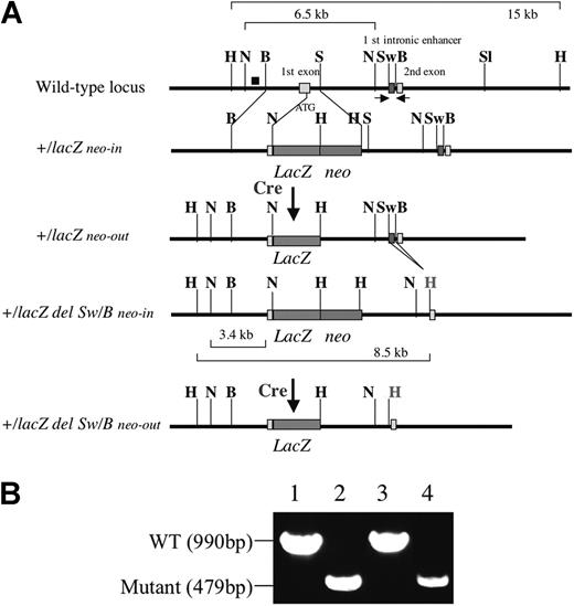 Figure 1. Generation of Flk1+/lacZ neo-out mice and Flk1+/lacZ del Sw/B neo-out mice lacking the first intronic enhancer. (A) Schematic representation of mutant alleles of Flk1 gene used in this paper. The black box (top row) shows probe for Southern blot analysis. Red boxes show first intronic enhancer located between SwaI and BamHI sites. Arrows show a set of primers for PCR analysis. Characters in bold show restriction enzyme digestion sites. H indicates HindIII; N, NcoI; B, BamHI; S, SmaI; and Sw, SwaI. H in red shows HindIII site introduced by HindIII linker. (B) PCR analysis of Flk1 first intronic sequence. PCR was performed using a set of primers shown in panel A to verify the deletion event between SwaI and BamHI. Lane 1, 10 fg Flk1+/lacZ knock-in vector; lane 2, 10 fg Flk1+/lacZ del Sw/B knock-in vector; lane 3, DNA extracted from 8.5 dpc wild-type (WT) embryo; lane 4, DNA extracted from 8.5 dpc Flk1+/lacZ del Sw/B homozygous embryo.