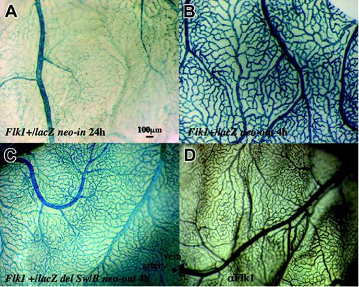 Figure 2. LacZ expression in the yolk sac at 13.5 dpc. (A) lacZ expression in Flk1+/lacZ neo-in embryo. Note small blood vessels between arteries and veins are not stained well after 24 hours of X-gal staining. (B) Expression of lacZ Flk1+lacZ neo-out embryo after 4 hours of X-gal staining. (C) Expression of lacZ in Flk1+/lacZ del Sw/B neo-out embryo. Note that most blood vessels are stained well after 4 hours of X-gal staining. (D) Immunostaining of a wild-type yolk sac using anti-Flk1 antibody. Note that Flk1 antibody stains most blood vessels.
