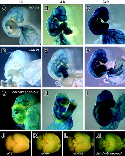 Figure 3. Flk1 expression in 9.5 dpc embryos carrying the various Flk1 mutant alleles after different reaction times. X-gal staining was performed for 1, 4, and 24 hours using Flk1+/lacZ neo-out mice (A-C), Flk1+/lacZ neo-in mice (D-F), and Flk1+/lacZ del Sw/B neo-out mice (G-I). Note marked increase of lacZ activity in Flk1+/lacZ neo-out embryo compared with that of Flk1+/lacZ neo-in embryo, and that there is no significant change in lacZ activity regardless of the absence of the first intronic enhancer. (J-M) Surface view of adult brains stained with X-gal for 16 hours isolated from wild-type (J), Flk1+/lacZ neo-in (K), Flk1+/lacZ neo-out (L), and Flk1+/lacZ Sw/B neo-out mice (M). Note that lacZ expression in Flk1+/lacZ neo-out mice is stronger than Flk1+/lacZ neo-in.