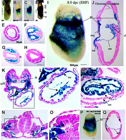 Figure 4. Early developmental expression of the Flk1+/lacZ neo-out allele. Expression of lacZ in 6.5 to 8.5 dpc Flk1+/lacZ neo-out embryos (A-O) and Flk1+/lacZ del Sw/B neo-out embryos (P-Q). (A) Mid-streak stage. (B) Transition between mid-streak stage and late-streak stage. Note that Flk1+ cells are located in embryonic lateral mesoderm. (C) Transition between late-streak stage and no-bud (OB) stage. Note that Flk1+ cells are seen in extraembryonic mesoderm layer as well as embryonic mesoderm. (D) Early bud (EB) stage. Note that Flk1+ cells are seen in broad region in extraembryonic and intraembryonic mesoderm. Panels E-H show sections at the levels marked. (E) A proximal tip of Flk1+ cells located at extraembryonic mesoderm. (F) A section through the extraembryonic region. (G) A section at the embryonic region most proximal to extraembryonic region. Note that most of mesodermal cells except for primitive streak (PS) region are Flk1+. (H) A section at a distal embryonic region. (I) Lateral view of Flk1+/lacZ neo-out embryo at late head-fold (LHF) stage after 4 hours of X-gal staining. (J) A sagittal section of panel I. Note that lacZ signal is seen in most of the extraembryonic mesoderm including blood island cells, mesothelial, amniotic, chorionic and allantoic mesoderm, and also in some embryonic mesoderm. Bl indicates blood island; ang, angioblast; AM, amniotic mesoderm; al, allantois; em, embryonic mesoderm. (K) A transverse section at heart level after 4 hours of X-gal staining. Note that lacZ is seen in endothelial cells of dorsal aorta, splanchnic mesoderm, endocardium, and some cells of the myocardium. (L) Higher magnification of the heart in panel K. (M) A transverse section at heart level after 24 hours of X-gal staining. Note that many myocardial cells are Flk1+. (N) A transverse section at somite level. Activity of lacZ is seen in cells of the dorsal part of the somite. (O) Higher magnification of Flk1+ cells in panel N. (P) Lateral view of Flk1+/lacZ del Sw/B neo-out embryo at LHF stage after 4 hours of X-gal staining. Note that there is no significant difference between panels I and P. (Q) A sagittal section of panel P. Note that there is no significant expressional change between panels J and Q.