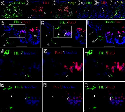 Figure 5. Flk1 protein expression in heart and somite in 8.5 dpc wild-type embryo (7 somite pair stage). (A-C) Immunostaining of heart using anti-GATA4 antibody (A) and anti-Flk1 antibody (B) in a transverse section, and the merged image (C). Signals are seen in endothelial cells in endocardium (ec), and some myocardial cells (mc). Scale bar is 100 μm. (D-F) Immunostaining of heart using anti-Flk1 (D) and anti-sarcomeric MHC antibody MF20 (E) in a transverse section and the merged image (F). Scale bar is 50 μm. (G-I) Immunostaining of somite using anti-Flk1 (G-H) or anti-platelet endothelial cell adhesion molecule (anti-PECAM; I) in combination with anti-Pax3. *Nonspecific signal in visceral endoderm. Scale bar is 50 μm. (G) An Flk1+ cell coexpressing Pax3 is seen in the dorsolateral part of the somite. (H) Coexpression of Flk1 and Pax3 in a cell migrating out of somite (arrowhead). (I) Exclusive expression of PECAM and Pax3; da indicates dorsal aorta; nt, neural tube. (J-O) High-power magnification of Flk1-Pax3 double-positive cells. An arrowhead indicates an Flk1-Pax3 double-positive cell migrating out of the somite, and arrows indicate cells within the somite. Hoechst nuclear staining is shown in blue.