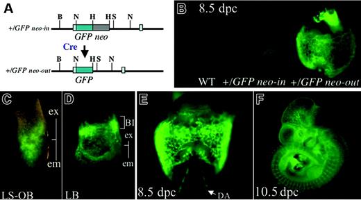Figure 6. GFP expression in Flk1+/GFP embryo. (A) Schematic representation of GFP knock-in allele. (B) The effect of deletion of the PGK-neo cassette in Flk1+/GFP neo-in and Flk1+/GFP neo-out embryos at E8.5. (C) GFP expression during LS-OB stage. (D) GFP expression at the late bud (LB) stage. (E) GFP expression at 8.5 dpc. (F) GFP expression at 10.5 dpc; ex indicates extraembryonic region; em, embryonic region; BI, blood island; and DA, dorsal aorta.
