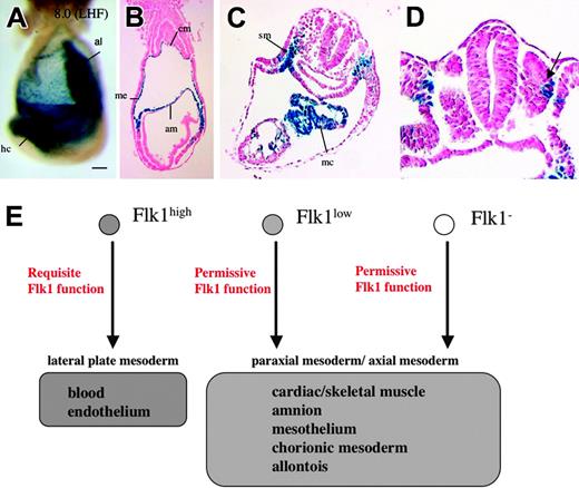 Figure 7. Expression of lacZ in Flk1-null embryos. (A) Lateral view of a Flk1-lacZ neo-out/EGFP embryo at LHF stage after 8 hours of X-gal staining. Scale bar is 100 μm; al indicates allantois; hc, heart crescent. (B) A transverse section of panel A. Note that lacZ signals are seen in amniotic (am), mesothelial (me), and chorionic mesoderm (cm) layer. (C) A transverse section of 8.5 dpc Flk1-lacZ neo-out/EGFP embryo at the level of heart. The lacZ+ cells are seen at splanchnic mesoderm (sm) and myocardium (mc). (D) Note that the dorsolateral part of somite is stained by X-gal. (E) A model for the differentiation of Flk1+ cells and the function of Flk1.