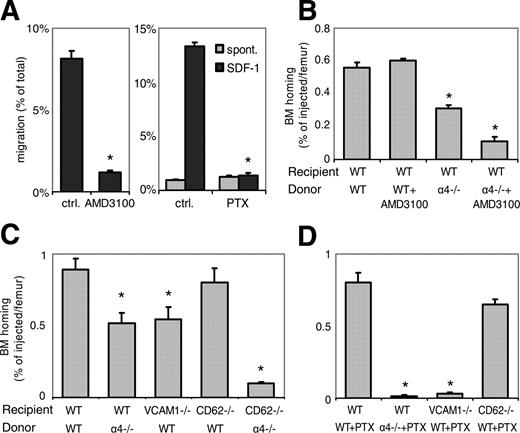 Figure 1. Dominant role of α4-integrin/VCAM-1 interaction in BM homing of fresh BM-HPCs. (A) AMD3100 or PTX block SDF-1-induced chemotaxis. Chemokinetic (▦) or chemotactic (SDF-1, ▪) migration of fresh c-kit+ WT BM-HPCs through 5-μm transwells was tested in untreated control BM cells, in the presence of AMD3100 (100 μg/mL) or after PTX treatment (100 ng/mL, 4 hours). AMD3100 (left) significantly attenuated SDF-1-directed migration. PTX incubation (right) completely blocked SDF-1-directed migration, but low-level spontaneous migration was maintained in the presence of PTX (*P < .05). (B-D) BM homing of fresh BM-HPCs was tested 3 hours (B) or 18 hours (C,D) after transplantation of lethally irradiated recipients. Donor-cell strain/treatment and recipient strain are indicated below the respective bars. BM homing is given as the percentage of injected CFU-Cs recovered per femur. Depicted are mean plus SEM of all mice tested with this modality. (B) Three-hour BM homing of fresh BM cells treated with or without AMD3100. BM homing of fresh WT BM cells was not affected by AMD3100 incubation/coinjection. BM homing of α4-/- BM cells in WT recipients was significantly decreased compared with WT-to-WT (*P < .05). AMD3100 treatment of α4-/- BM cells additionally reduced BM homing (*P < .05 compared with untreated α4-/--to-WT transplantation). (C) Eighteen-hour BM homing of fresh BM cells. BM homing of α4-/- cells in WT recipients, or WT cells in VCAM-1-/- recipients was significantly reduced compared with WT-to-WT (*P < .05). BM homing of WT BM in CD62-/- recipients, which are deficient in endothelial selectins, was no different from WT-to-WT. BM homing of α4-/- BM-HPCs in CD62-/- recipients was significantly less efficient than that of α4-/- in WT (*P < .05). (D) Eighteen-hour BM homing of fresh PTX-treated BM cells. BM homing of PTX-treated WT cells in WT recipients was no different from untreated WT-to-WT, but BM homing of PTX-treated α4-/- cells in WT recipients, or BM homing of PTX-treated WT cells in VCAM-1-/- hosts were almost completely abrogated (*P < .05 compared with untreated α4-/--to-WT or WT-to-VCAM-1 transplantation). In contrast, PTX-treated WT cells homed normally in CD62-/- hosts.